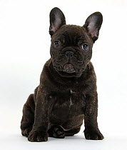 Dark brindle French Bulldog pup, Bacchus, 9 weeks old, sitting.