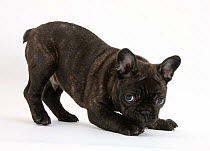 Dark brindle French Bulldog pup, Bacchus, 9 weeks old, in play-bow stance.
