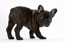 Dark brindle French Bulldog pup, Bacchus, 9 weeks old.