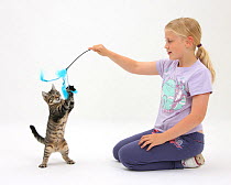 Siena playing with tabby kitten, Fosset, 4 months old, using a kitten fishing toy. Model released
