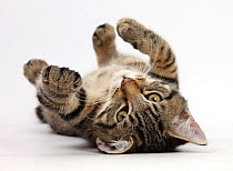 RF- Tabby male kitten, Fosset, aged 3 months, rolling playfully on his back. (This image may be licensed either as rights managed or royalty free.)