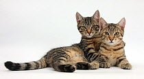 Tabby kittens, Stanley and Fosset, 4 months old, lounging together.