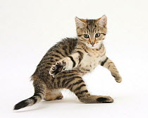 RF- Playful tabby male kitten, Stanley, 12 weeks old, in acrobatic stance. (This image may be licensed either as rights managed or royalty free.)