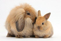 Fluffy Lionhead cross Lop rabbit, and baby.