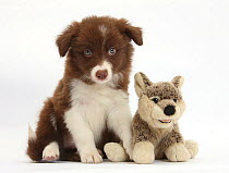 Chocolate Border Collie pup and wolf soft toy.