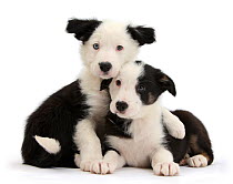 Two black-and-white Border Collie puppies.