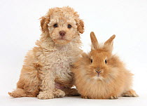 Toy Labradoodle puppy and Lionhead-cross rabbit.