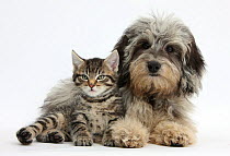 Tabby kitten, Fosset, 8 weeks old, with fluffy black-and-grey Daxie-doodle pup, Pebbles.