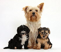 Yorkshire Terrier mother, Evie, and Yorkipoo pups, 7 weeks old.