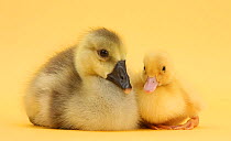 Yellow gosling and duckling on yellow background.
