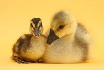 Gosling and duckling together on yellow background.