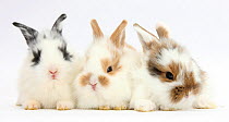 Three cute baby bunnies sitting together