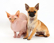 Chug (Pug cross Chihuahua) bitch and Sphinx hairless cat.