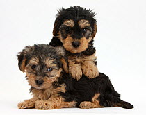 Two Yorkipoo pups, 7 weeks old.