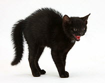 Black kitten Buxie, 10 weeks old, in defensive witch's cat display with back arched and hair standing up