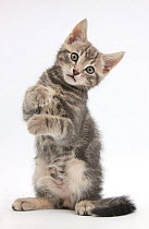 Tabby kitten, Max, 9 weeks old, standing up with raised paws.