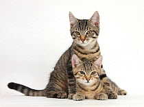 Tabby kittens, Stanley and Fosset, 3 months old, lounging together.