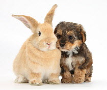 Yorkipoo pup, 6 weeks old, with sandy rabbit.