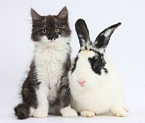 Fluffy dark silver-and-white kitten, 9 weeks old, with black-and-white rabbit, Bandit.