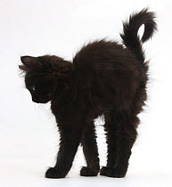 Fluffy black kitten, 9 weeks old, stretching with arched back.