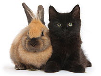 Fluffy black kitten, 9 weeks old, and young rabbit.