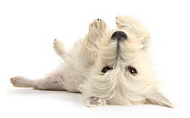 West Highland White Terrier bitch, Milly, lying playfully on her back.