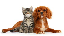 Tabby kitten, Fosset, 8 weeks old, sitting with Ruby Cavalier King Charles Spaniel bitch, Star.