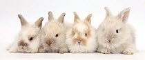 Four baby Lionhead cross Lop bunnies in a row.