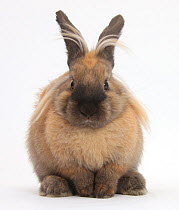 Lionhead-cross rabbit resting portrait