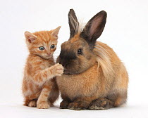 Ginger kitten with paw over mouth of Lionhead-cross rabbit