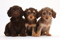 Three cute chocolate and chocolate-bicolour Daxie-doodle pups, 6 weeks old.