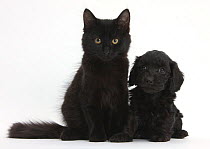 Black Maine Coon kitten and cute Daxiedoodle puppy.