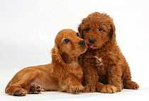 Puppy love - Golden Cocker Spaniel puppy, Maizy, snuggling up to a red F1b Goldendoodle puppy.