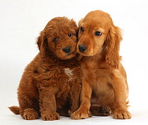 Puppy love - Golden Cocker Spaniel puppy, Maizy, snuggling up to a red F1b Goldendoodle puppy.