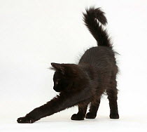 Fluffy black kitten, 12 weeks old, stretching.