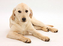 Yellow Labrador Retriever pup, 4 months old, lying with head up.