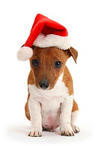 Jack Russell Terrier x Chihuahua pup, Nipper, wearing a Father Christmas hat.