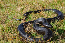 Mole Snake (Pseudaspis cana) adult male, deHoop Nat res. Western Cape, South Africa, November