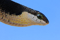 Boomslang (Dispholidus typus) immature, close up of head. deHoop Nature reserve, Western Cape, South Africa, November