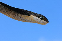 Boomslang (Dispholidus typus) immature, close up of head and neck region. deHoop Nature Reserve. Western Cape, South Africa, November
