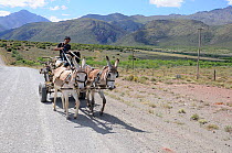 Donkey Cart on road, Seweweekspoort, Little Karoo, Western Cape, South Africa, November 2012