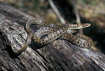 Steppes rat snake (Elaphe dione) Lazovskiy zapovednik Nature Reserve, Primorskiy krai, Far Eastern Russia, September