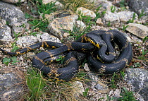 Shrenk's rat snake (Elaphe dione) Lazovskiy zapovednik Nature Reserve, Primorskiy krai, Far Eastern Russia, May
