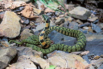 Asian tiger snake (Rhabodophis tigrinus) Lazovskiy zapovednik Nature Reserve, Primorskiy krai, Far Eastern Russia, September