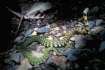 Asian tiger snake (Rhabodophis tigrinus) Lazovskiy zapovednik Nature Reserve, Primorskiy krai, Far Eastern Russia, September