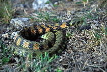 Asian tiger snake (Rhabdophis tigrinus) Lazovskiy zapovednik Nature Reserve, Primorskiy krai, Far Eastern Russia, May