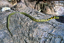 Asian tiger snake (Rhabdophis tigrinus) Lazovskiy zapovednik Nature Reserve, Primorskiy krai, Far Eastern Russia, September