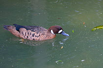 Bronze Wing / Spectacled duck (Anas specularis) feeding on water surface, captive from South America,