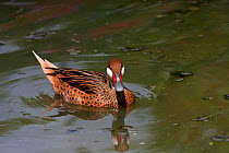 White-cheeked pintail (Anas bahamensis) portrait on water, captive