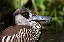 Pink Eared Duck (Malacorhynchus membranaceus) profile portrait, captive